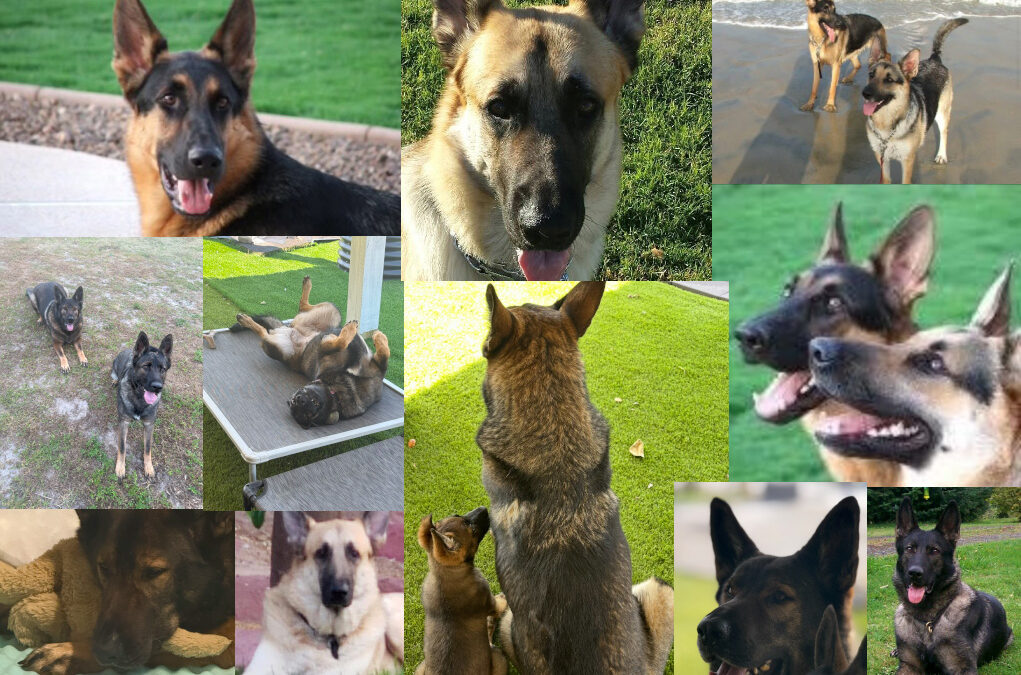 Leading the Pack: What 15 German Shepherds Taught Me About Leadership