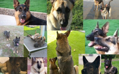 Leading the Pack: What 15 German Shepherds Taught Me About Leadership